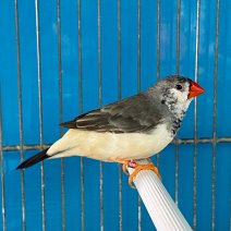 zebravink 250225 (2).jpg