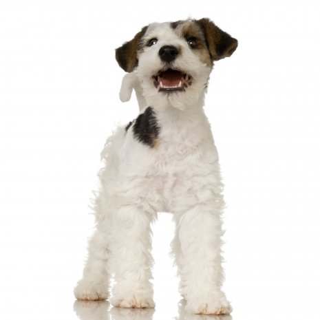 fox terrier3.jpg