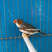 zebravink 250225 (6).jpg