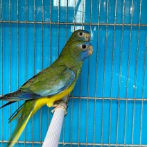 turquoisine parkiet 250225 (1).jpg