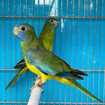 turquoisine parkiet 250225 (2).jpg