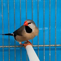 Spitsstaartamadine 250225 (1).jpg