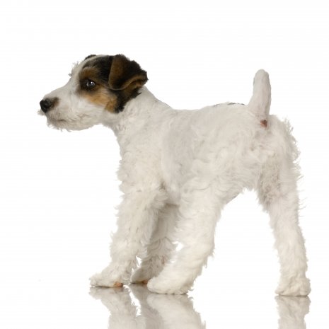 fox terrier4.jpg