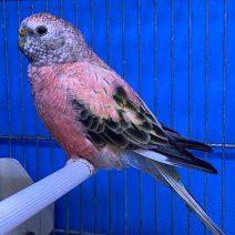 Roze bourkes parkiet 250225 (1).jpg