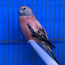 Roze bourkes parkiet 250225 (2).jpg