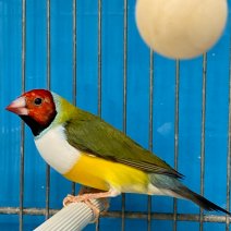 gouldamadine 250225 (1).jpg