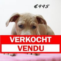 amerikaanse staffordshire terrier 311024 V (HU7964) 190225 Verkocht - Vendu.jpg