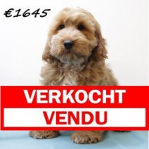 cockapoo 311024 M (HU7979) 190225 Verkocht - Vendu.jpg