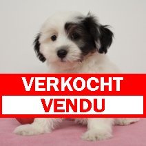 Havanezer pup verkocht - vendu.jpg