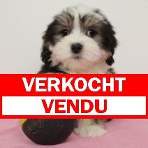 Havanezer verkocht - vendu.jpg