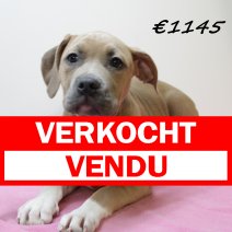 amerikaanse staffordshire terrier 311024 V (HU7965) 190225 verkocht - vendu.jpg