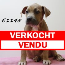 amerikaanse staffordshire terrier 311024 V (HU7966) 1902225 verkocht - vendu.jpg