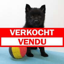 schipperke 051224 (BE2698)310125 verkocht - vendu.jpg