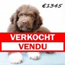 Lagotto Romagnolo 311024 M (HU7938) 190225.JPG