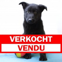 duitse herder 011224 M (BE35583) 210225