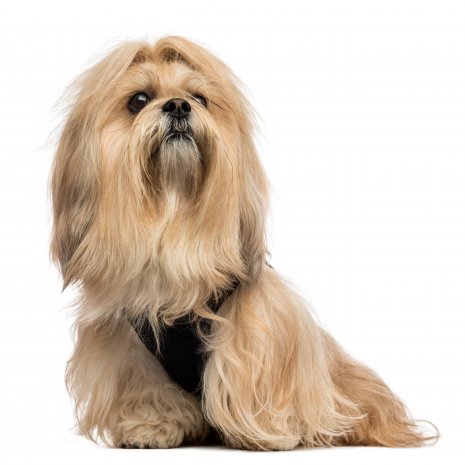 lhasa apso