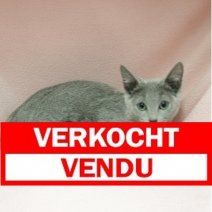 Blauwe Rus 211024 F (CZ7405) 040325 Verkocht - Vendu.jpg
