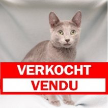 Blauwe Rus 171024 M (CZ7337) 040325 Verkocht - Vendu.jpg