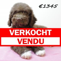 Lagotto Romagnolo 311024 V (HU7939) 190225 verkocht - vendu.jpg