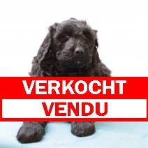 Labradoodle zwart reutje verkocht - vendu.jpg