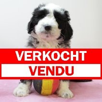Labradoodle zwart-wit teefje verkocht - vendu.jpg
