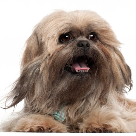 lhasa apso3