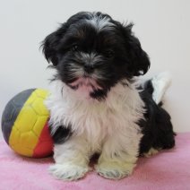 Shih Tzu 080125 F (BE2869) 050325.JPG