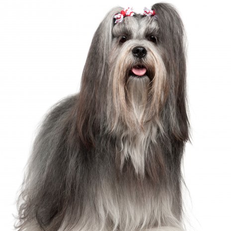 lhasa apso4