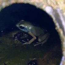 Pijlgifkikker dendrobatus auratus el oro 070325 (1).jpg