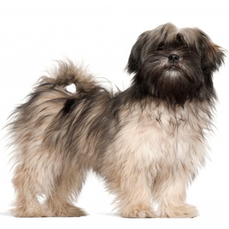 lhasa apso2