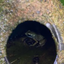 Pijlgifkikker dendrobatus auratus el oro 070325 (2).jpg