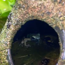 Pijlgifkikker dendrobatus auratus el oro 070325 (3).jpg