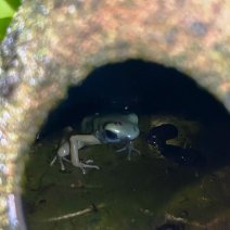 Pijlgifkikker dendrobatus auratus el oro 070325 (4).jpg