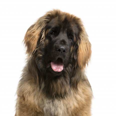 leonberger