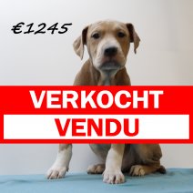 amerikaanse staffordshire terrier 311024 M (HU7963) 190225 verkocht - vendu.jpg