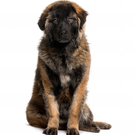 leonberger1