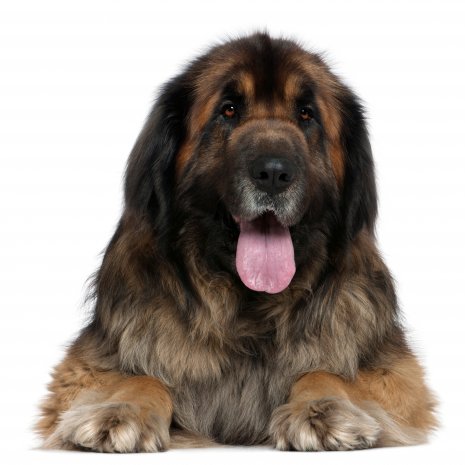 leonberger2