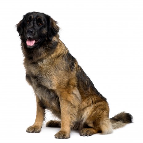 leonberger3