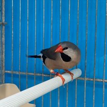 Spitsstaartamadine 070325 (2).jpg