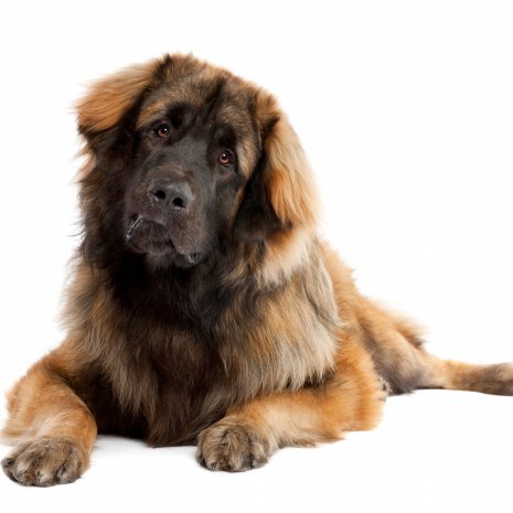 leonberger4