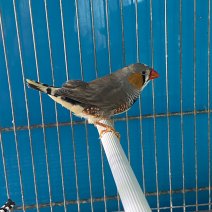 zebravink 070325 (2).jpg