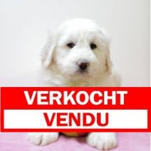 labradoodle F 151224 (BE2810) 280225 Verkocht - Vendu.jpg