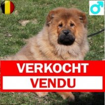 Chow Chow 111124 M(BE4539) 070325 Verkocht - Vendu.jpg