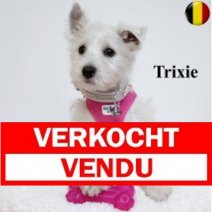 Westie 291124 F (BE2697) 050325 Verkocht - Vendu.jpg