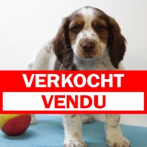 Springer Spaniel 010125 M(BE2172) 070325 verkocht - vendu.jpg