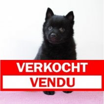 schipperke 061224 (BE2630)310125 Verkocht - Vendu.jpg