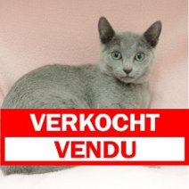 Blauwe Rus 211024 F (CZ7407) 040325 Verkocht - Vendu.jpg