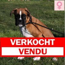 Boxer 291024 F(HU7970) 070325 Verkocht - Vendu.jpg