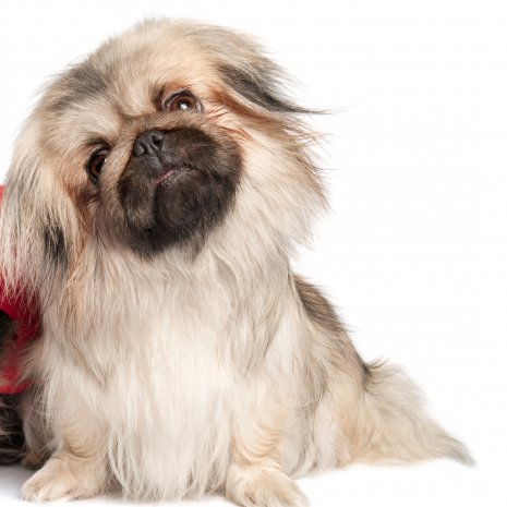 pekingees2.jpg