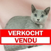Blauwe Rus 171024 F (CZ7350) 040325 Verkocht - Vendu.jpg